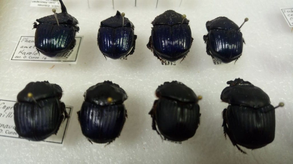 COLEOPTEROS 11 YZM WhatsApp Image 2018-04-09 at 3.19.51 PM